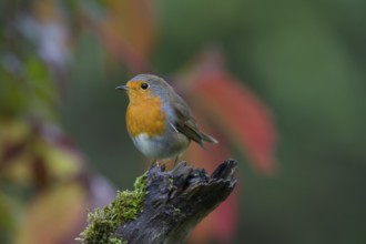 European Robin (Erithacus rubecula) perched on old mossy branch, Saxony, Germany