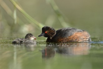 Black-necked Grebe (Podiceps nigricollis) with chick, North Rhine-Westphalia, Germany