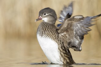 Mandarin Duck (Aix galericulata) female, St. Gallen, Switzerland