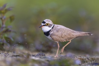 Little Ringed Plover (Charadrius dubius), North Rhine-Westphalia, Germany