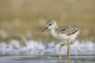 Black-winged Stilt (Himantopus himantopus) chick foraging, North Rhine-Westphalia, Germany