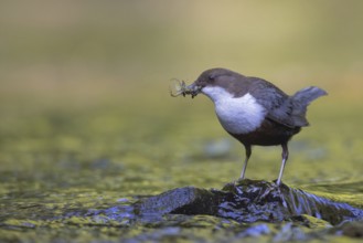 White-throated Dipper (Cinclus cinclus) with food in its beak, North Rhine-Westphalia, Germany