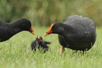 Dusky Moorhen (Gallinula tenebrosa) juvenile, Queensland, Australia