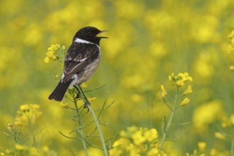 European Stonechat (Saxicola rubicola) male singing, Rhineland-Palatinate, Germany