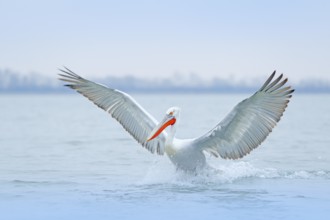 Bird with morning sunrise. Dalmatian pelican, Pelecanus crispus, in Lake Kerkini, Greece. Pelican
