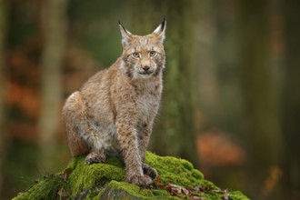 Lynx in the forest. Sitting Eurasian wild cat on green mossy stone, green in background. Wild cat