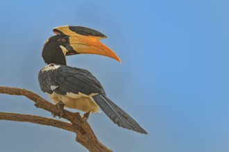 Weblicher Malabarhornvogel (Anthracoceros coronatus) auf seinem Ansitzast im Wilpattu Nationalpark