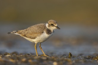 Little Ringed Plover (Charadrius dubius) juvenile, North Rhine-Westphalia, Germany