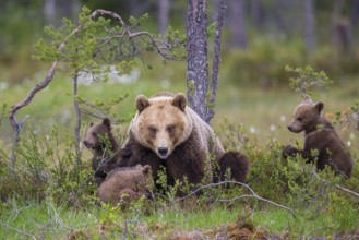 Eurasian Brown Bear (Ursus arctos) mother with cubs, Finland