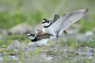 Little Ringed Plover (Charadrius dubius) pair mating, Zurich, Switzerland