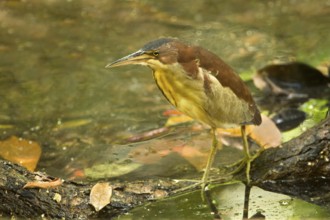 Von Schrenck's Bittern (Ixobrychus eurhythmus), Singapore