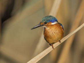 Malachite Kingfisher (Corythornis cristatus), Gambia