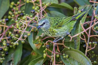Spotted Tanager (Tangara punctata) perched on a branch in Manu National Park, Peru