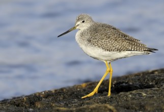 Greater Yellowlegs (Tringa melanoleuca), British Columbia, Canada