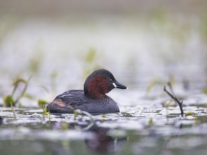 Little Grebe (Tachybaptus ruficollis), Mecklenburg-Western Pomerania, Germany