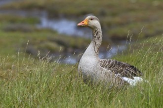Greylag Goose (Anser anser) foraging, Texel, Netherlands