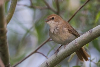 Common Nightingale - Nachtigall - Luscinia megarhynchos ssp. golzii, Kazakhstan, adult