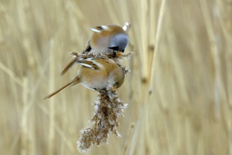 Bearded Reedling (Panurus biarmicus) pair feeding on reed, Mecklenburg-Western, Pomerania, Germany