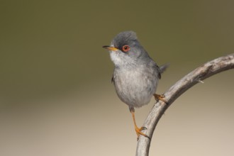 Balearic Warbler - Balearengrasmücke - Sylvia balearica, Mallorca, adult male