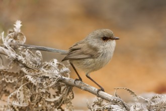 Blue-breasted Fairywren (Malurus pulcherrimus) female, Western Australia, Australia