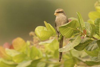 Yellow-billed Shrike (Corvinella corvina), Gambia