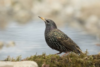 Common Starling (Sturnus vulgaris) female at waterhole, Bavaria, Germany
