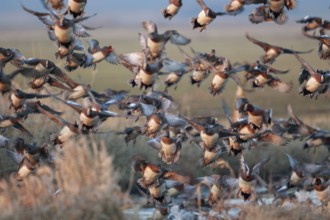 Eurasian Wigeon (Mareca penelope) group flying, Netherlands