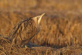 Eurasian Bittern (Botaurus stellaris), Lisbon, Portugal