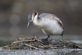 Great Crested Grebe (Podiceps cristatus) on nest, North Rhine-Westphalia, Germany