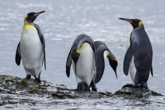 King Penguin (Aptenodytes patagonicus) perched on a rocky beach on South Georgia Island