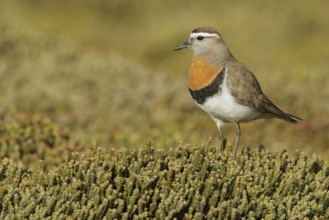 Rufous-chested Dotterel (Charadrius modestus) on the ground in the Falkland Islands