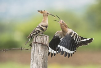 Eurasian Hoopoe (Upupa epops) feeding in flight, Aosta Valley, Italy