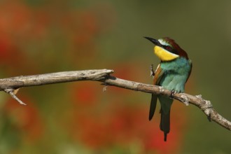 European Bee-eater (Merops apiaster) scratching, Piedmont, Italy