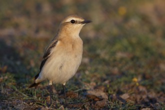 Isabelline Wheatear (Oenanthe isabellina), Greece