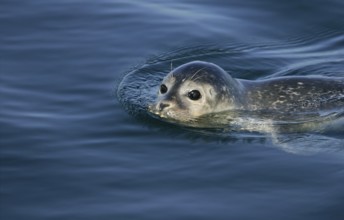Europäischer Seehund (Phoca vitulina) schwimmt an Wasseroberfläche, Nordsee, offshore, Deutschland