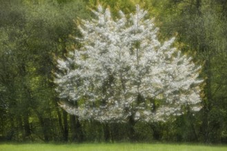 Blooming Cherry Tree, Ruegen Island, Mecklenburg-Western Pomerania, Germany