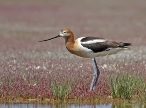 American Avocet (Recurvirostra americana), Saskatchewan, Canada