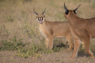 Caracal (Caracal caracal) two adult, Castile-La Mancha, Spain