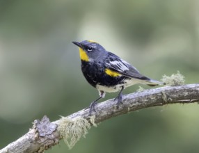 Yellow-rumped Warbler, (Audubon's Race) Setophaga coronata, perched on a branch in Cypress Hills