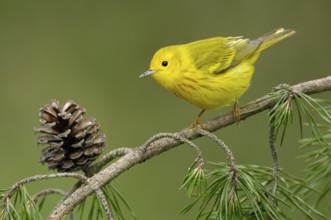American Yellow Warbler (Setophaga aestiva), Texas, USA