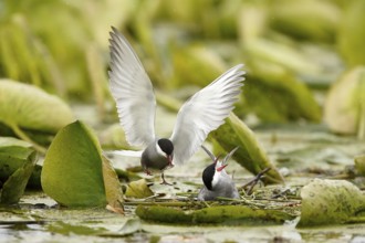 Whiskered Tern (Chlidonias hybrida) male feeds female on nest, Danube Delta, Romania