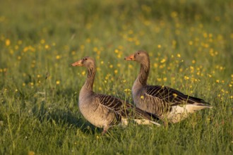 Greylag Goose (Anser anser), North Rhine-Westphalia, Germany