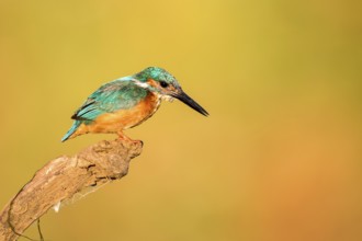 Common Kingfisher (Alcedo atthis) perched on a branch, Andalusia, Spain