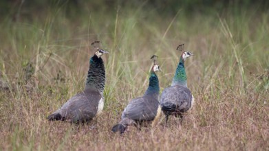 Indian Peafowl (Pavo cristatus) female, group, Kanha National Park, India