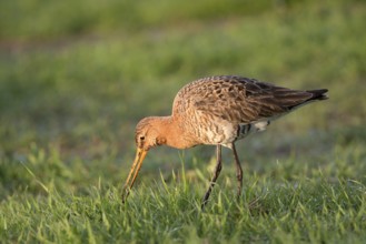 Uferschnepfe (Limosa limosa), Black-tailed Godwit, bei der Nahrungssuche, April, Insel Texel,