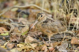 American Woodcock (Scolopax minor), Texas, USA