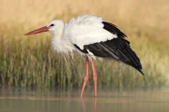White stork, Ciconia ciconia, on the lake in spring. Stork with open wing. White stork in the