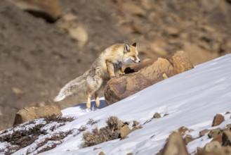 Tibetan red fox (Vulpes vulpes montana), Himalayas, Spitital, Kaza, Himachal Pradesh, India