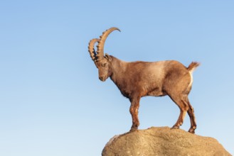 A male ibex (Capra ibex) stands on a rock in the warm evening light. A blue sky can be seen in the