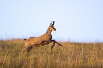 Chamois (Rupicapra rupicapra) on a meadow in the Vosges Mountains, wildlife, France